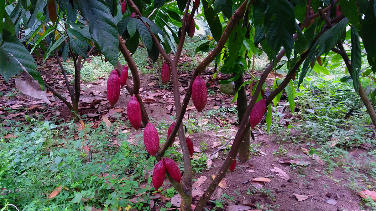 Solidaridad-Cacao-Palma-Rafael-Agustin-Cultivos-México