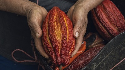 Asómbrate cacao en Rionegro, Santander