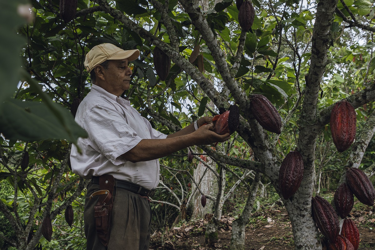 Ramón Marín, productor de cacao en Rionegro, Santander