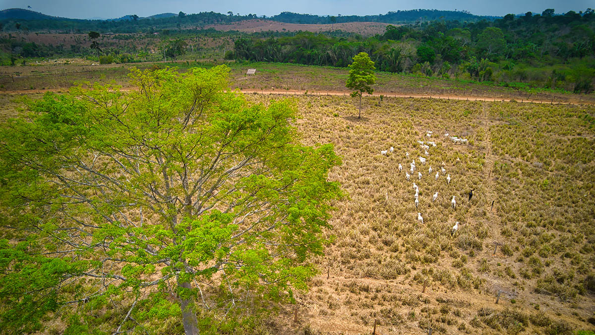 Finca con pastoreo rotativo, Amazonía Connect