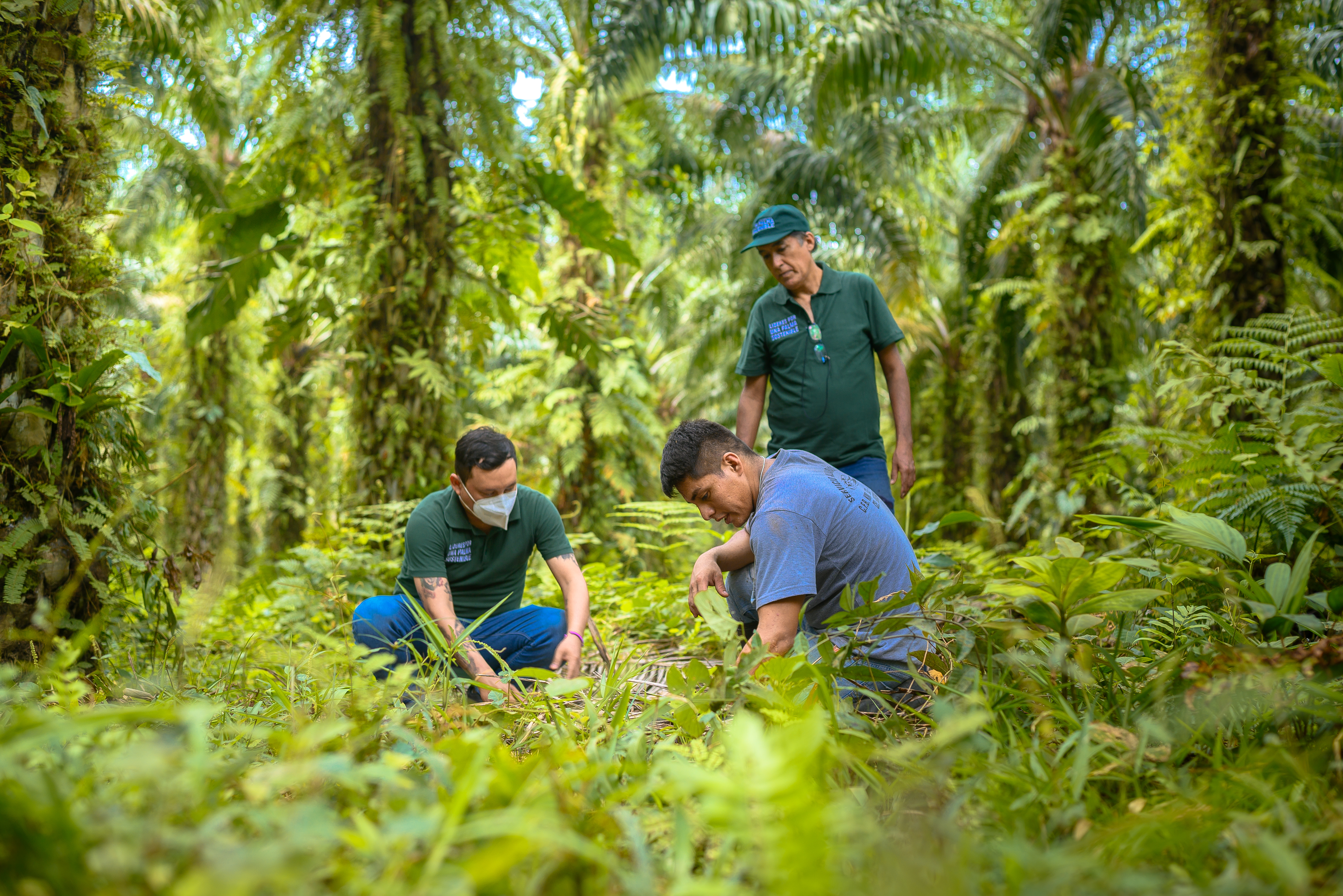 Dos hombres de camiseta verde del programa Palma Sostenible se arrodillan y revisan las plantas en el suelo junto a un pequeño productor, quien también se encuentra agachado trabajando. Están en una plantación de palma rodeada de vegetación exuberante, con altas palmeras de palma aceitera.