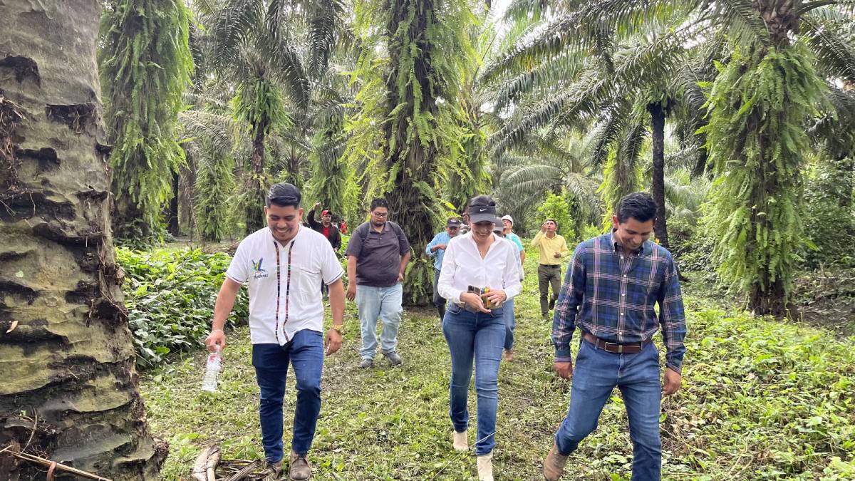 HONDURAS-PALMA-CAPACITACION-RSPO-AIPAH