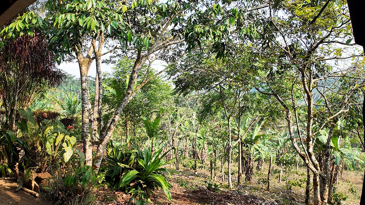 Solidaridad-Sistemas-Agroforestales-Cafe-Cacao-Carbono-Nicaragua.j