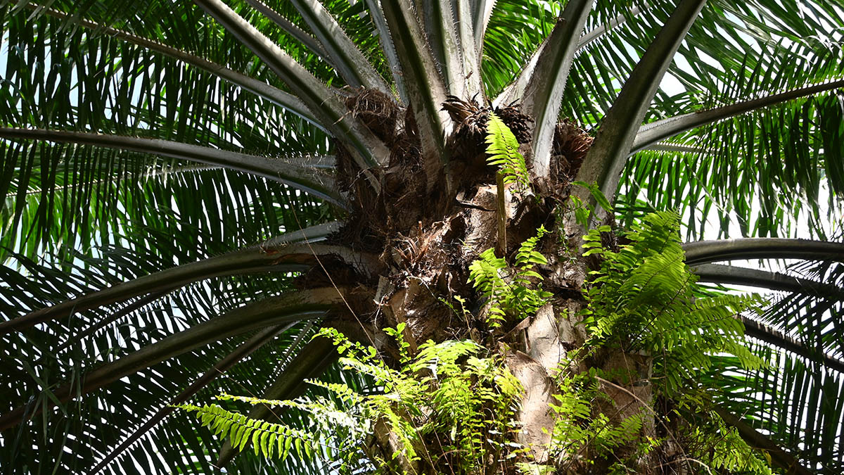 Solidaridad-Palma-Aceite-México-Cero-Deforestación-Resiliencia-Productores-Sosteniblidad