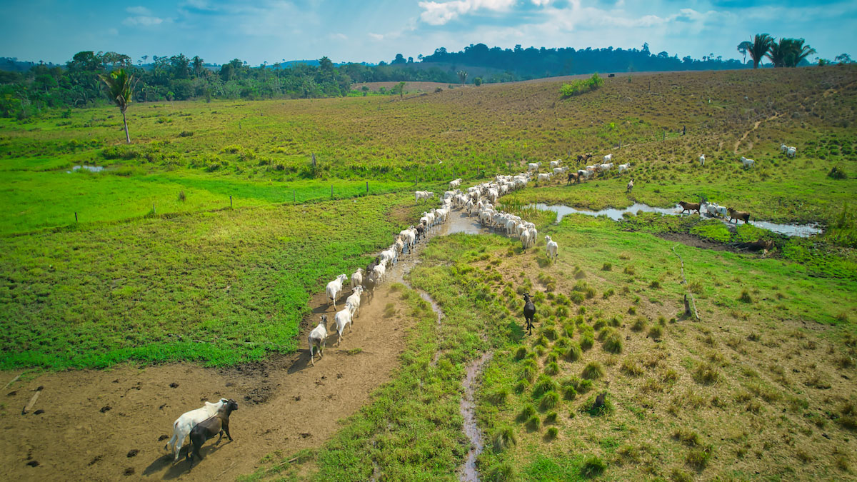 EUDR ganaderia Brasil