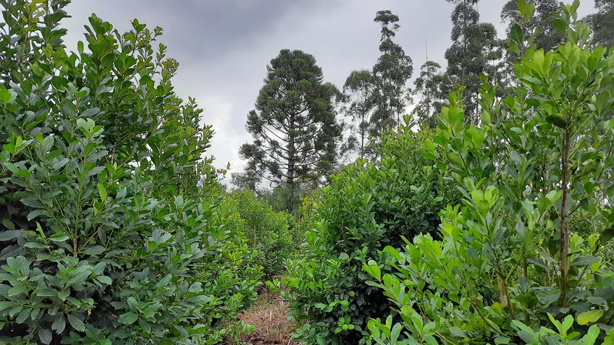 Balance de carbono en sistemas agroforestales con yerba mate en Brasil