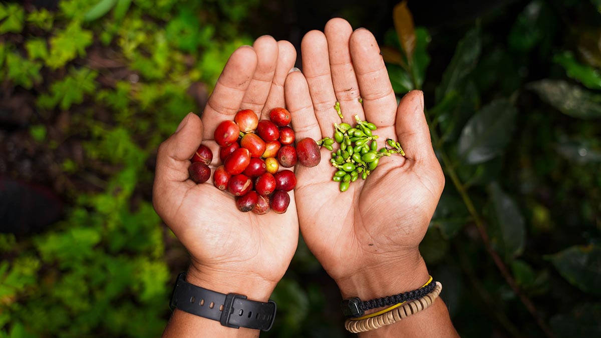 Solidaridad-Café-Guatemala-Árboles-2024-Academia-Carbono