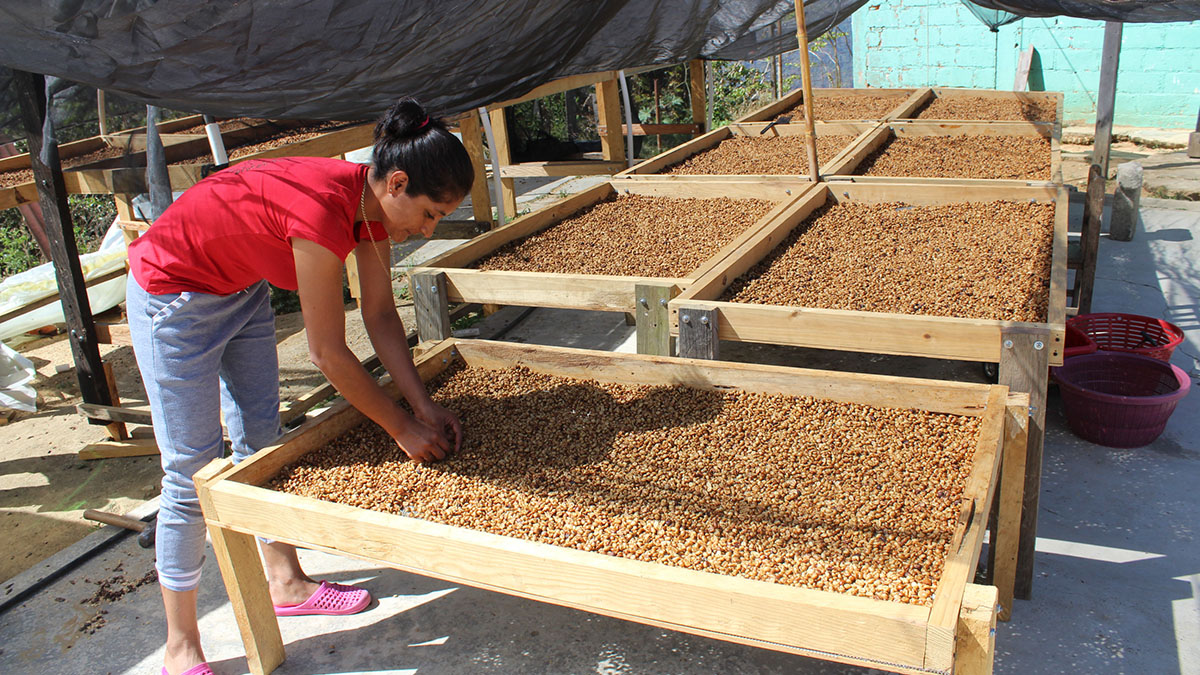 Solidaridad-México-Café-Familia-Productora-Sostenibilidad