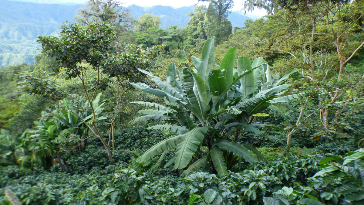 cafe-climaticamente-inteligente-mexico