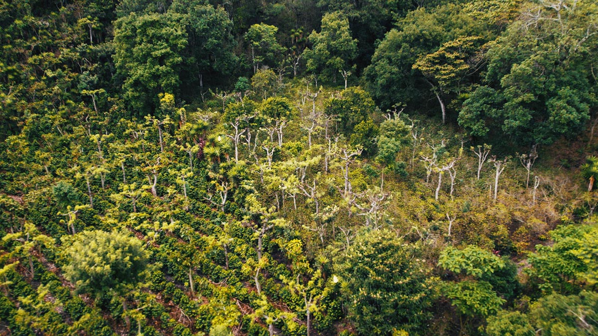 Solidaridad-Guatemala-Sistemas-Agroforestales-Sostenible-Café