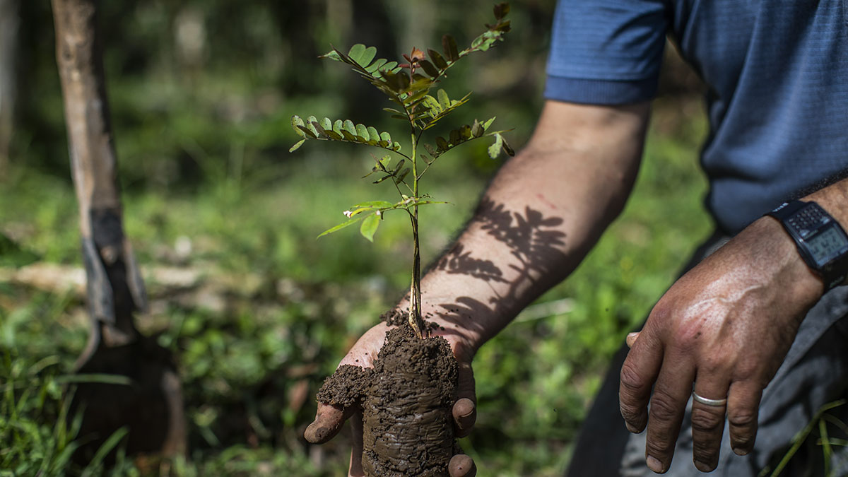 Solidaridad-Nicaragua-Arboles-Dreamfund-Café-Carbono-Bonos-Sostenible