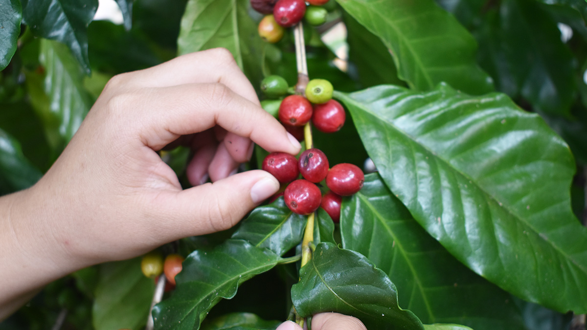 Solidaridad-Café-2025-Chiapas-Cafetales-Sostenibilidad-Renovación