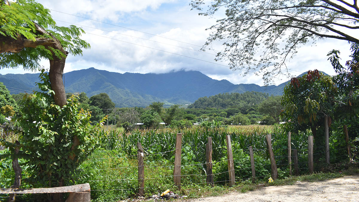 Solidaridad-México-Café-2025-Fátima-Guiller-Cafetal-Jóvenes-Renovando-Futuro