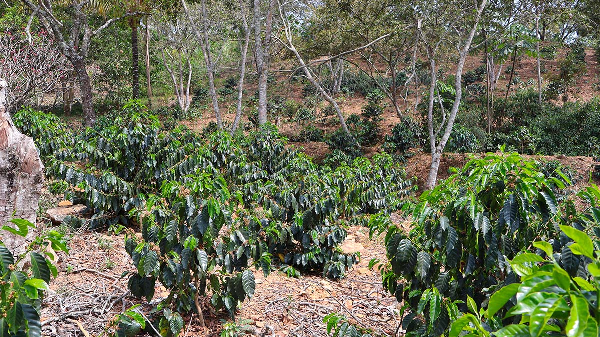 Solidaridad-Cafetal-Agricultura-Regenerativa-Verde-Mexico