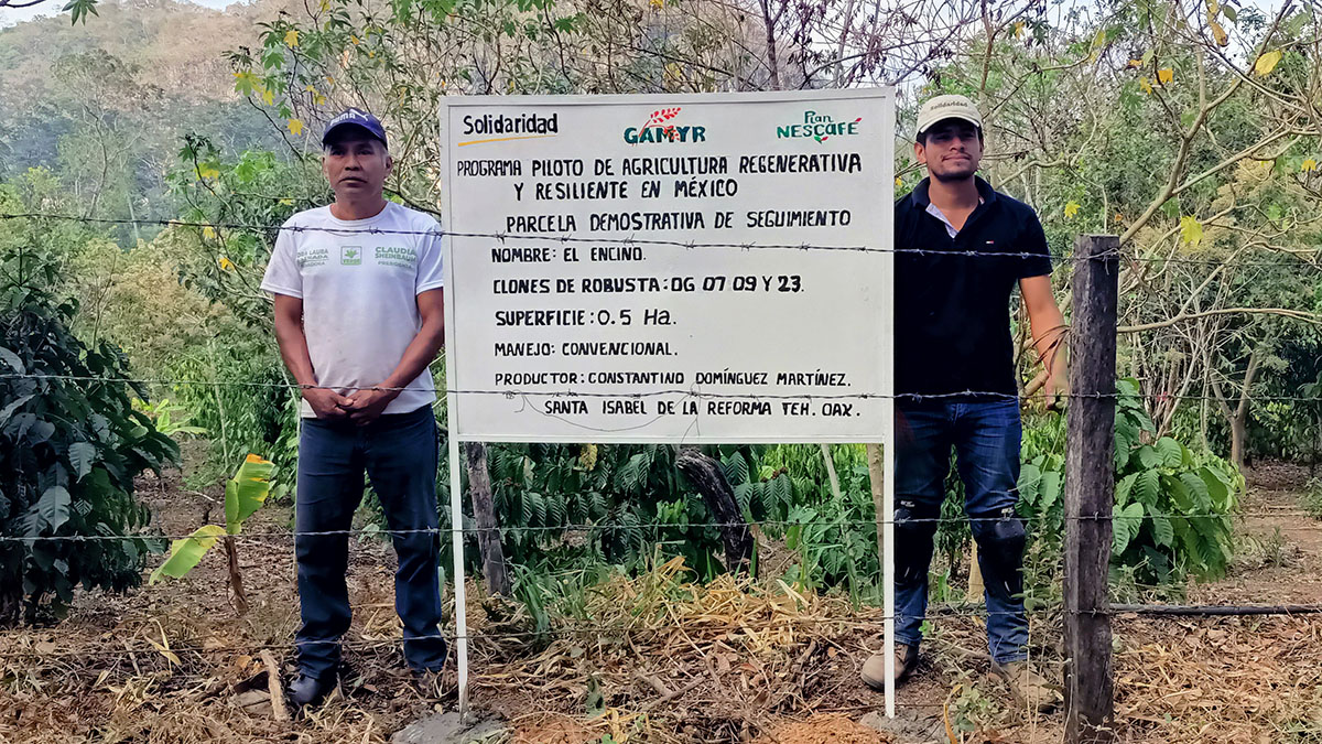 Solidaridad-Mexico-Parcela-Demostrativa-Café