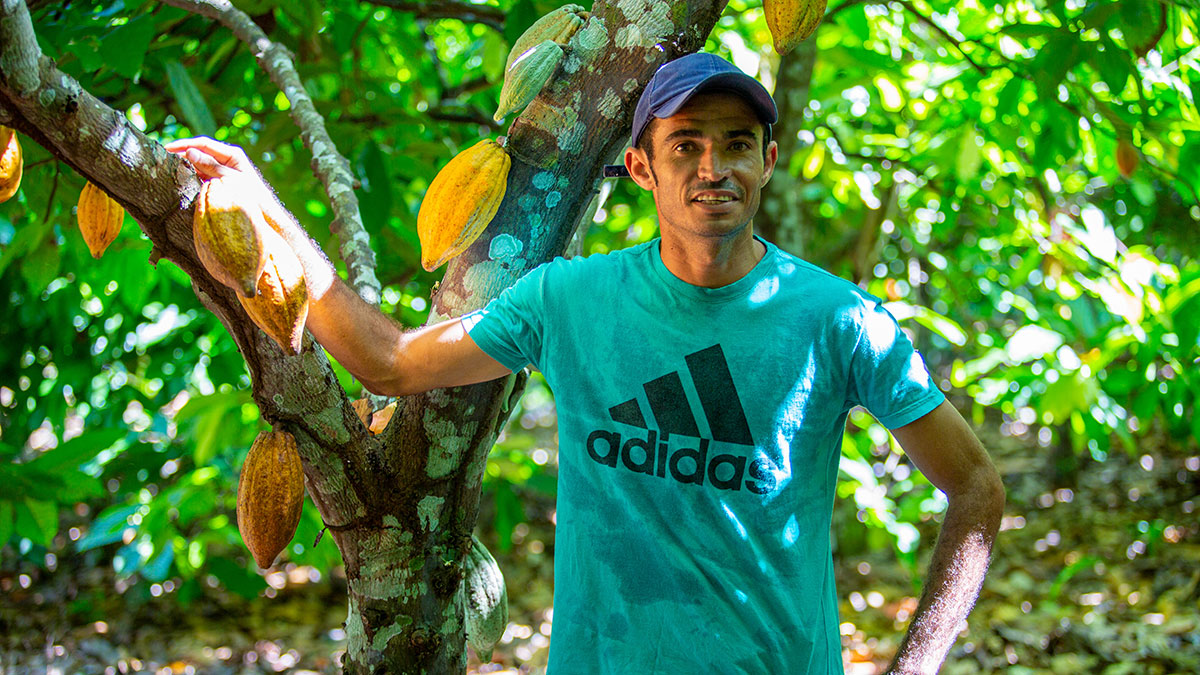 COP30 - Gestión de Bosques, Agroforesteria, Brasil