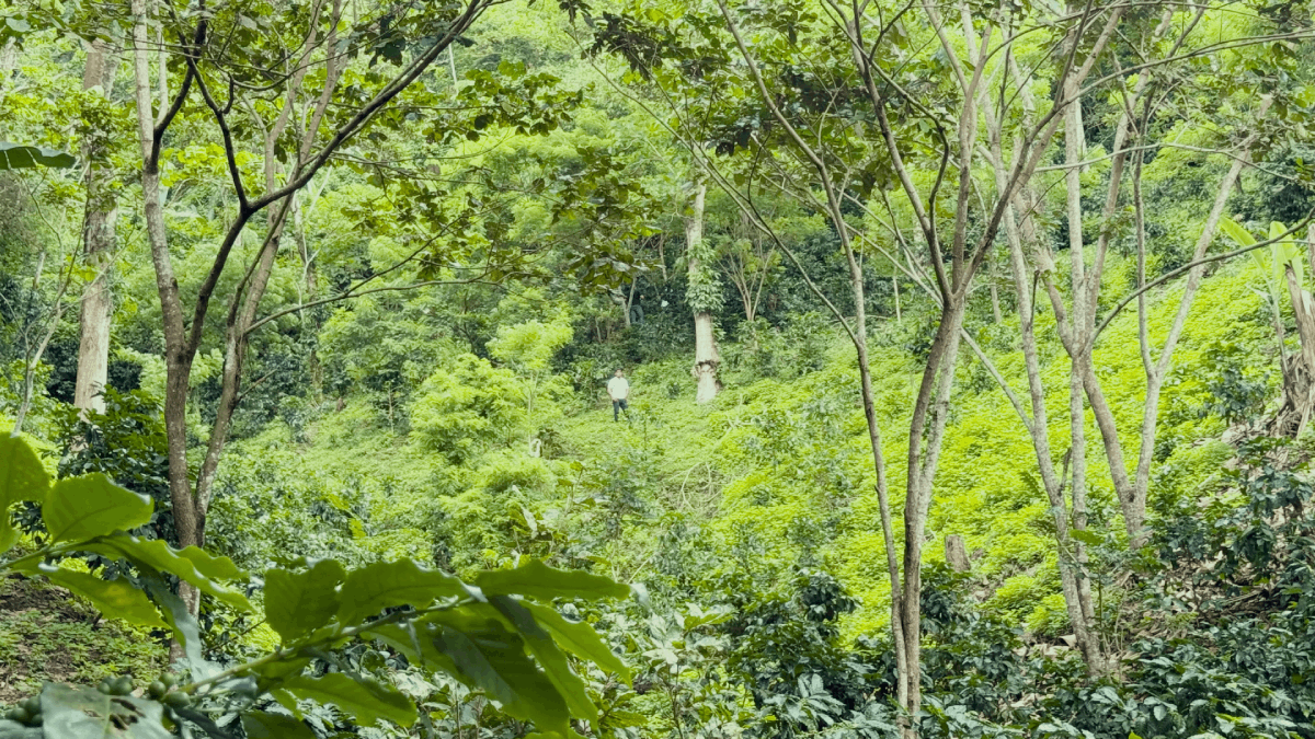 F2F- CAFE- HONDURAS (15)