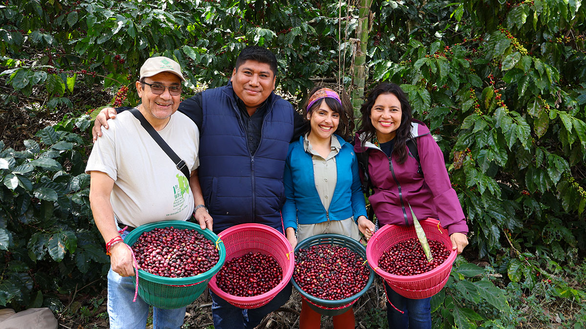Solidaridad-Café-Cosecha-Selectivo-Diplomado-BuenasPrácticas-Café-Chiapas-Diplomado-Productores-Aprendizake