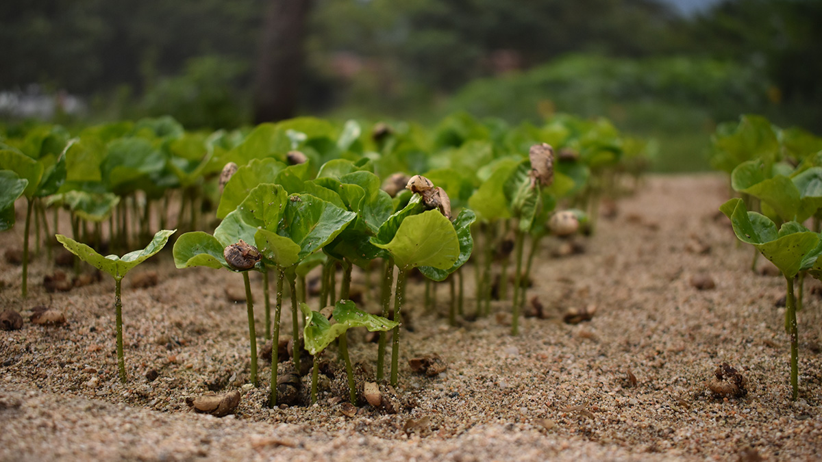 Solidaridad-Mexico-Café-Vivero-Planta-Chiapas-Renovación