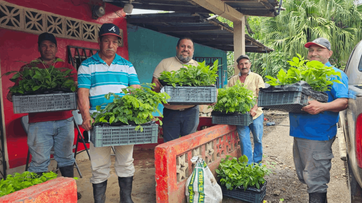 ENTREGA DE PLANTAS - CAFE - CENTROAMERICA